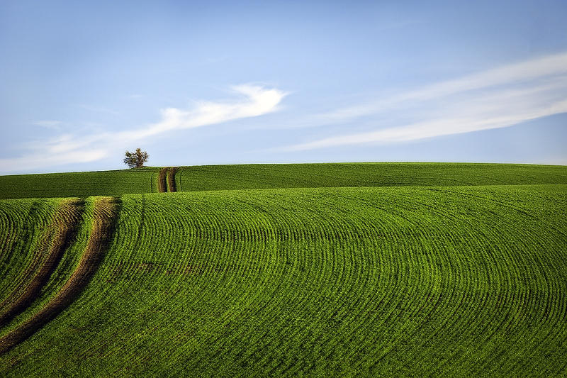 Холмы Palouse, США Palouse 6
